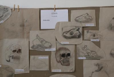 5. B a 5. C Vv-studijní kresba zvířecí lebky, uhel